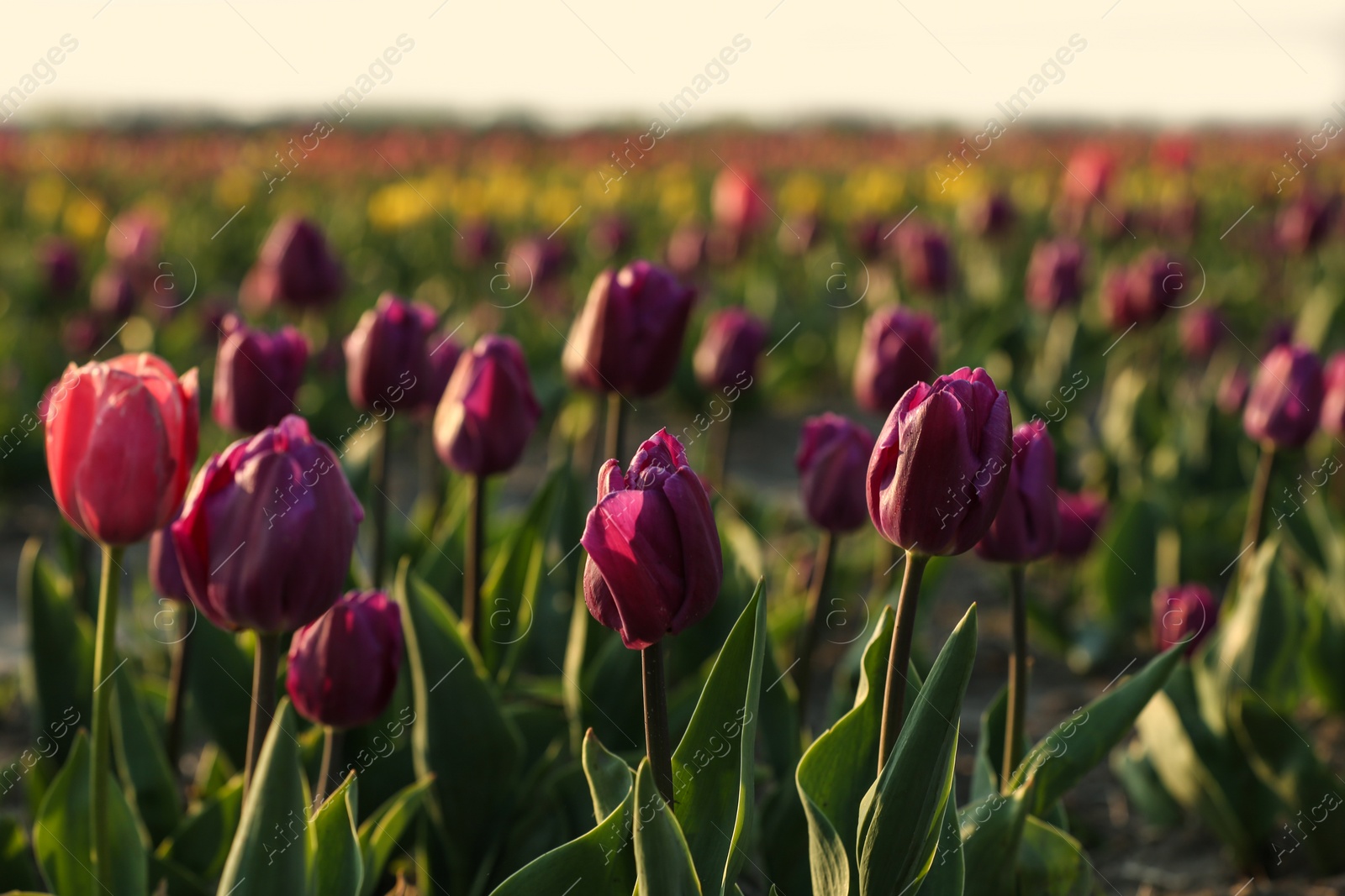 Photo of Field with fresh beautiful tulips. Blooming flowers