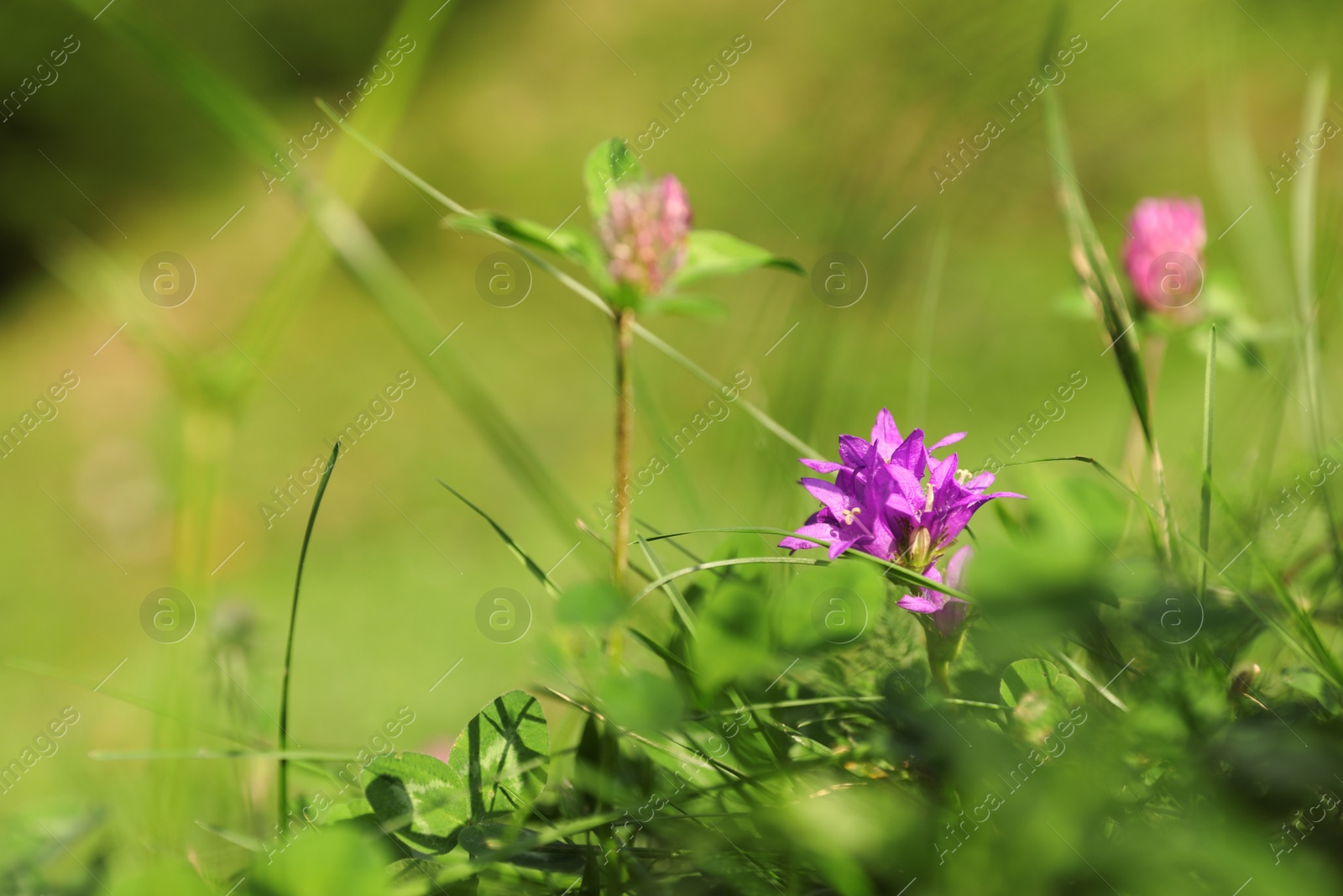 Photo of Beautiful flowers growing on green meadow in summer