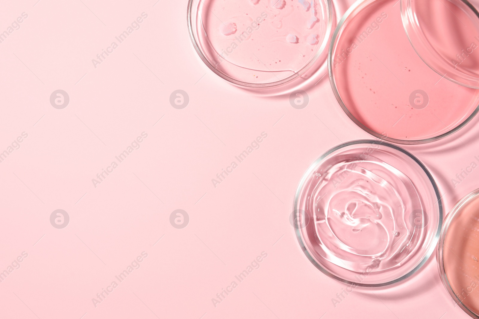 Photo of Petri dishes with liquids on pale pink background, flat lay. Space for text