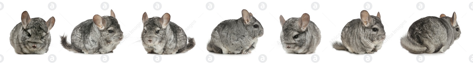 Image of Collage with cute grey chinchillas on white background. Banner design 