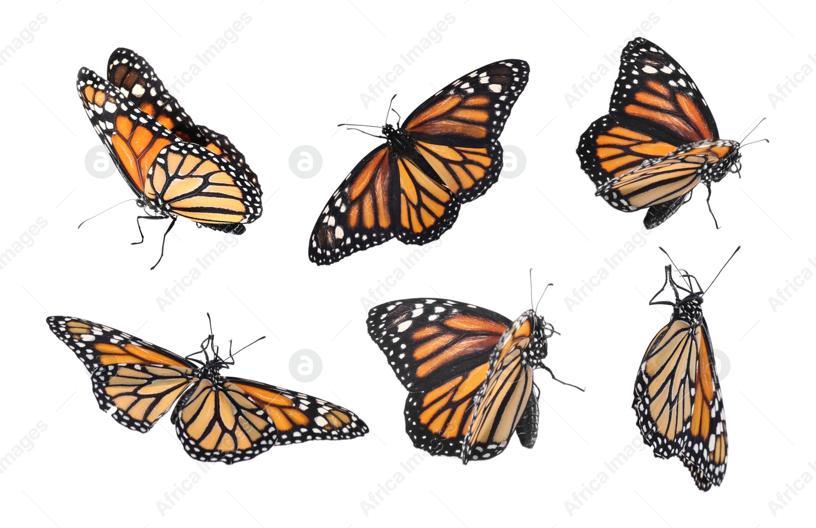 Image of Set of many flying fragile monarch butterflies on white background