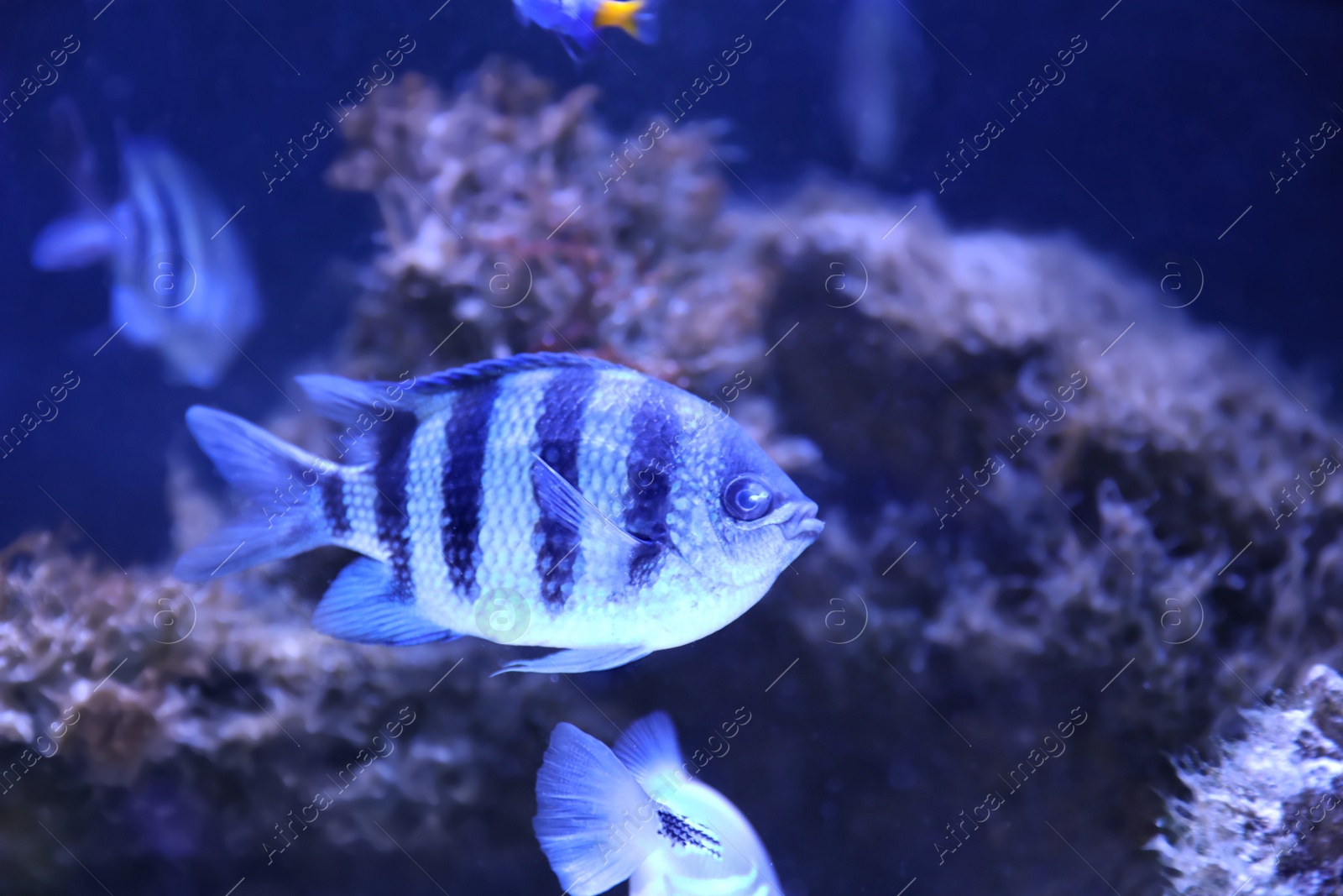 Photo of Beautiful sergeant major fish swimming in clear aquarium