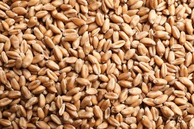 Photo of Heap of wheat grains as background, top view