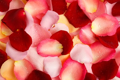 Photo of Pile of fresh rose petals with water drops as background, top view