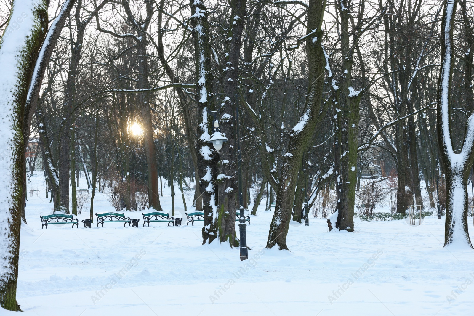 Photo of Sunbeams shining through trees in snowy park