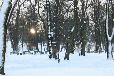 Sunbeams shining through trees in snowy park