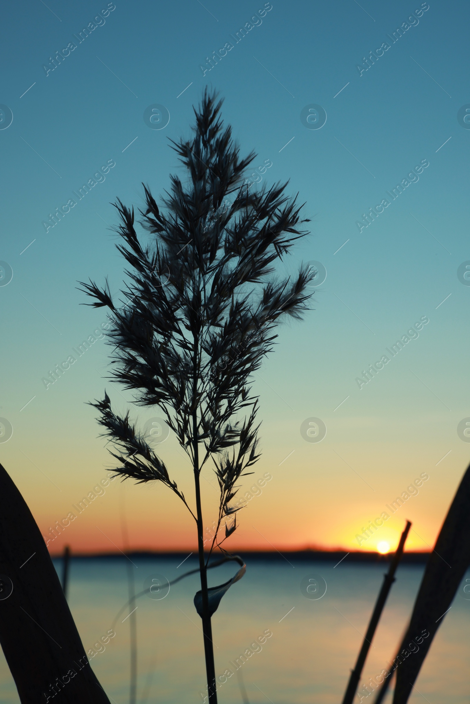 Photo of Beautiful reed near river at sunset, closeup