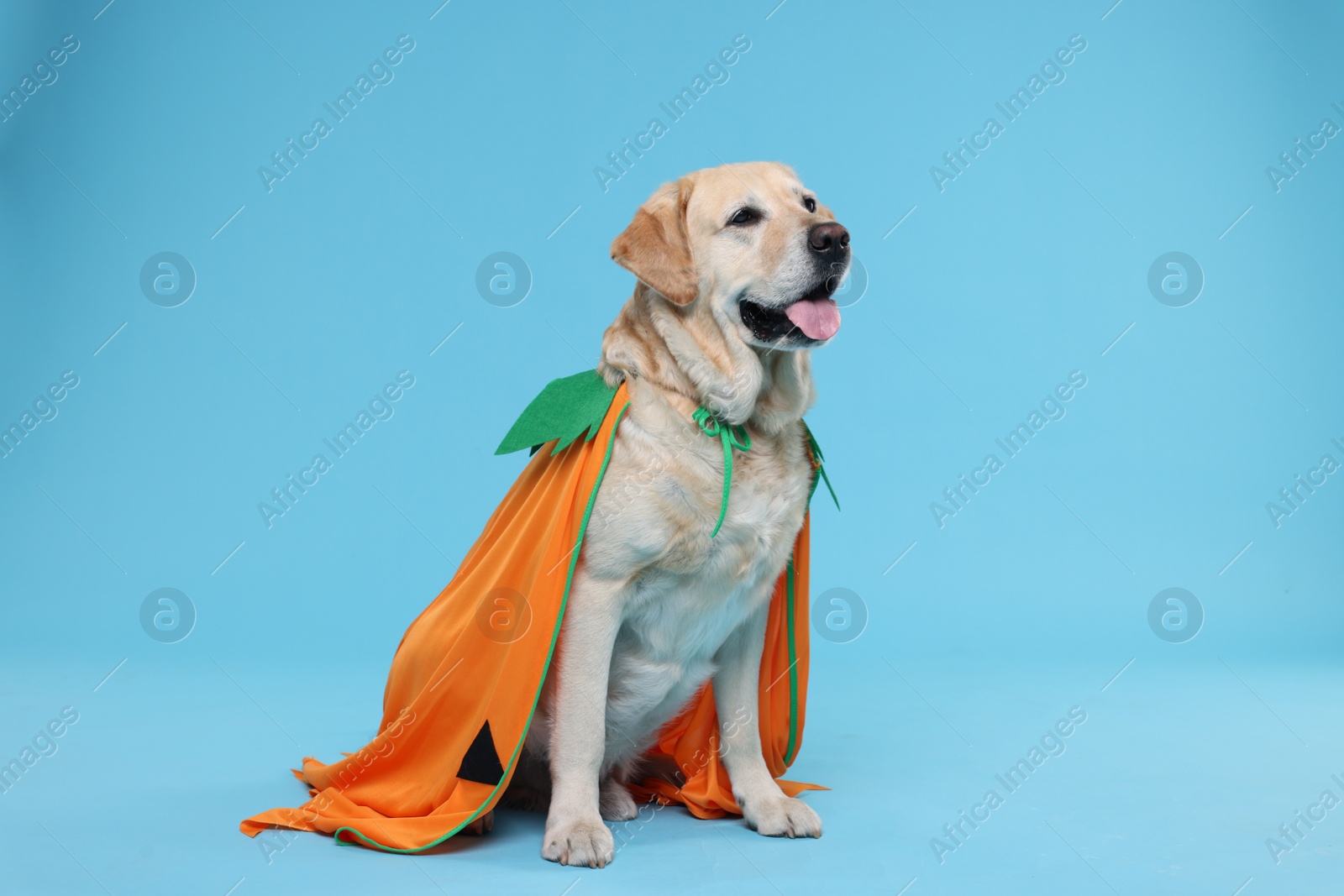 Photo of Cute Labrador Retriever dog in Halloween costume on light blue background