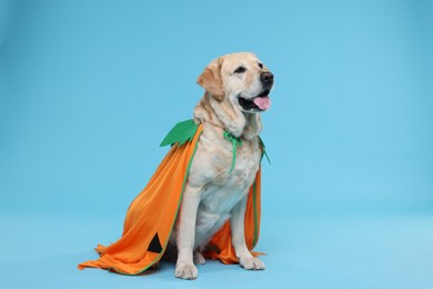Cute Labrador Retriever dog in Halloween costume on light blue background