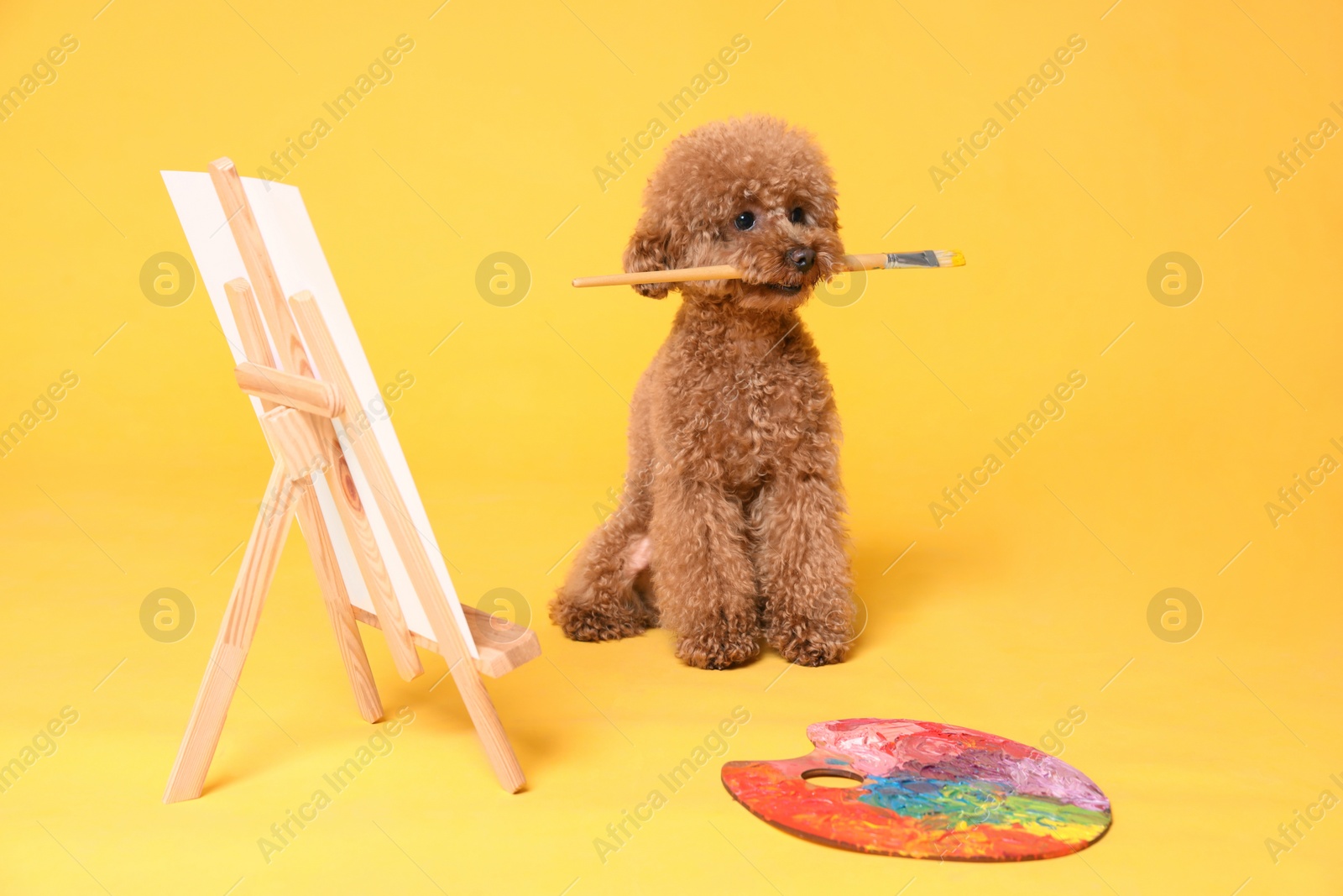 Photo of Dog artist. Cute Maltipoo holding brush near easel with canvas and palette on orange background