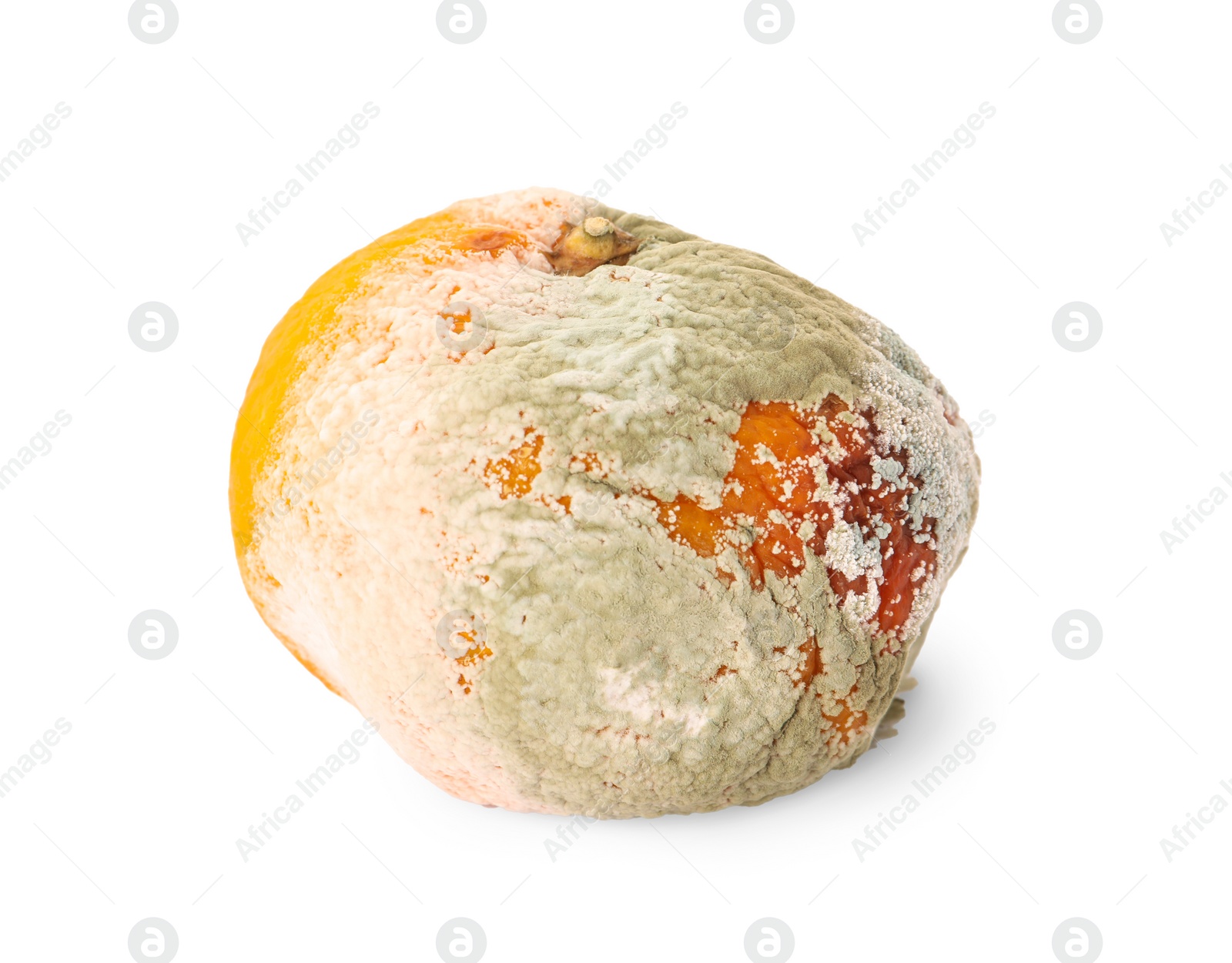 Photo of Tangerine covered with mildew isolated on white