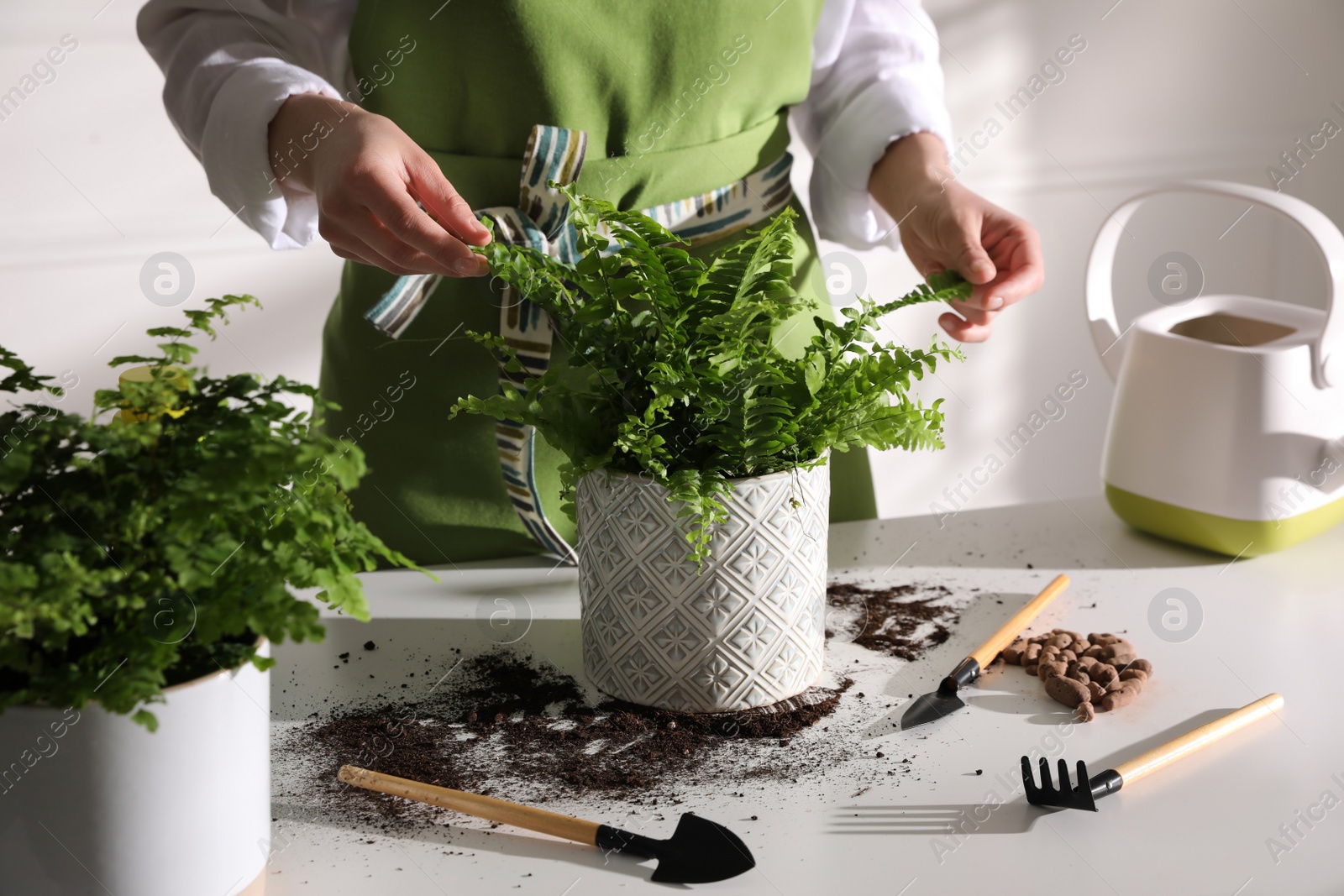 Photo of Woman taking care of fern at white table indoors, closeup