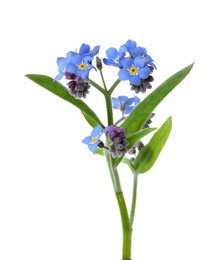 Photo of Amazing spring forget-me-not flowers on white background