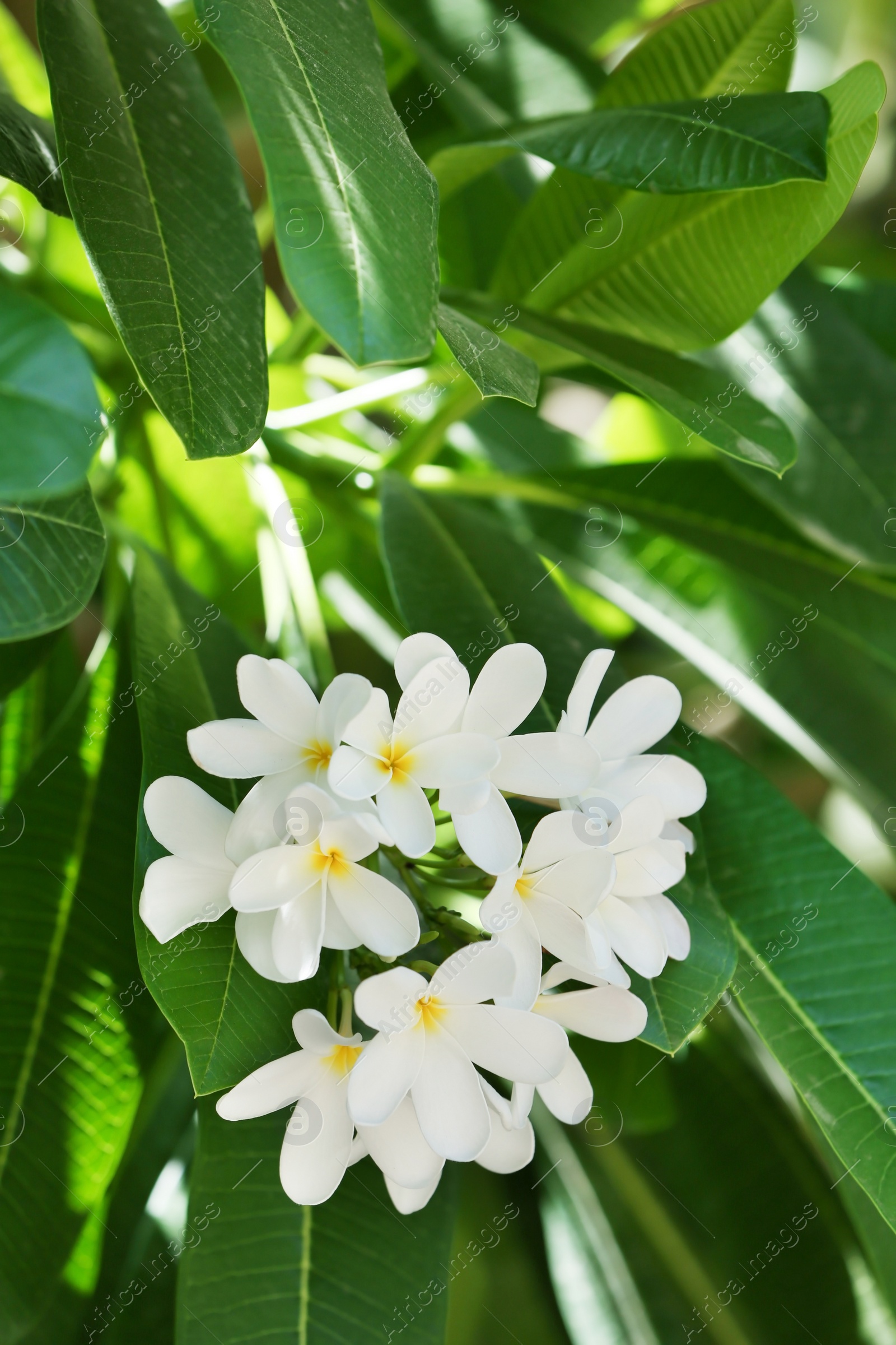 Photo of Beautiful white flowers at tropical resort on sunny day