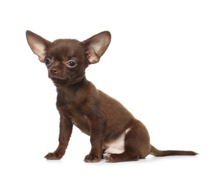 Cute small Chihuahua dog on white background