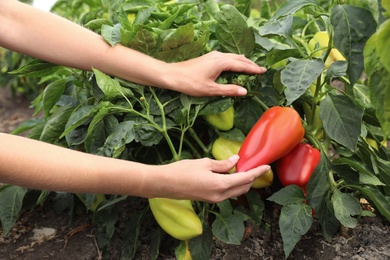 Photo of Farmer picking bell pepper from bush in field, closeup. Harvesting time