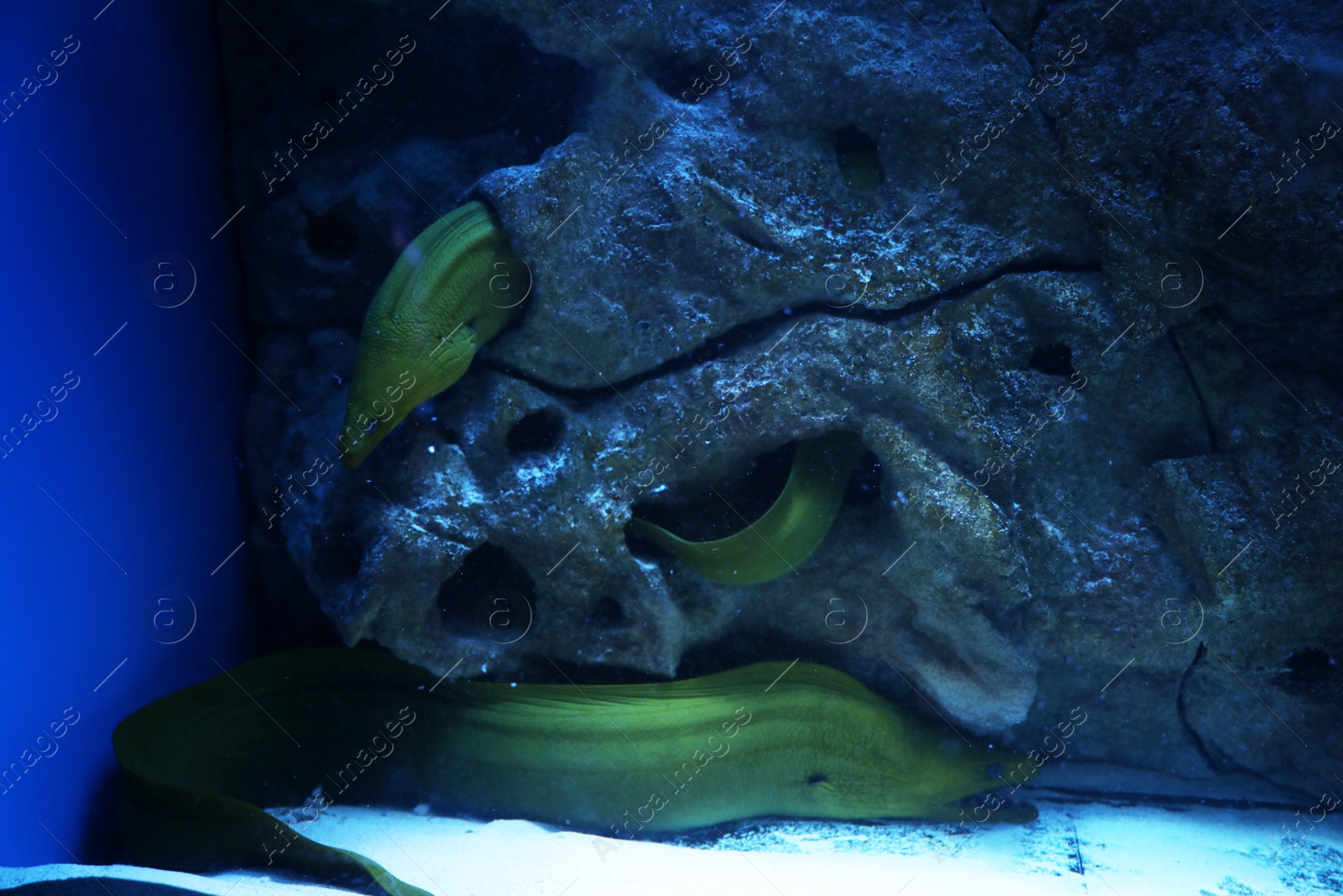 Photo of Green moray eel fish swimming in clear aquarium
