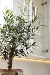 Photo of Beautiful potted olive tree near cupboard in kitchen
