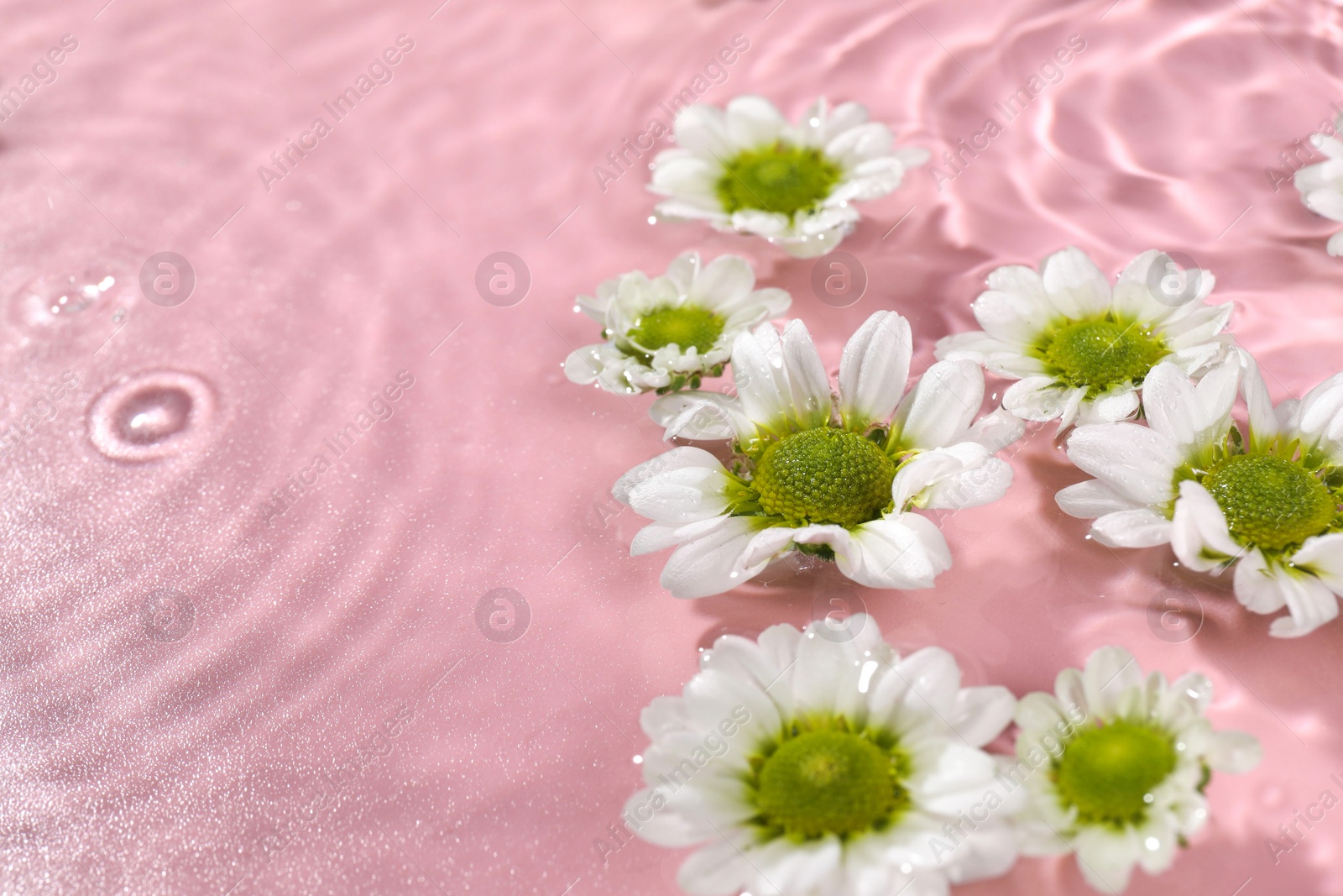 Photo of Beautiful chrysanthemum flowers in water on pink background