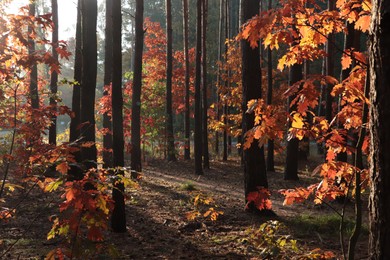 Picturesque view of forest with trees on sunny day. Autumn season