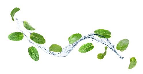 Image of Set of flying green mint leaves with splash of water on white background. Banner design