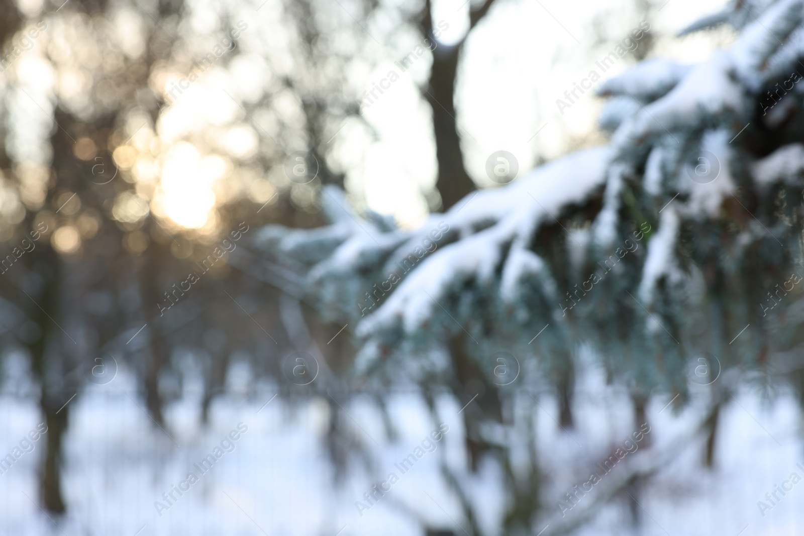 Photo of Fir tree branches covered with snow in winter park, blurred view