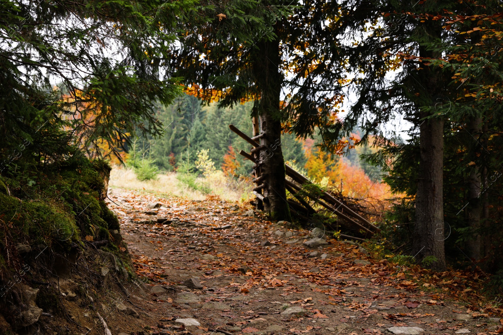 Photo of Picturesque view of pathway in forest on autumn day