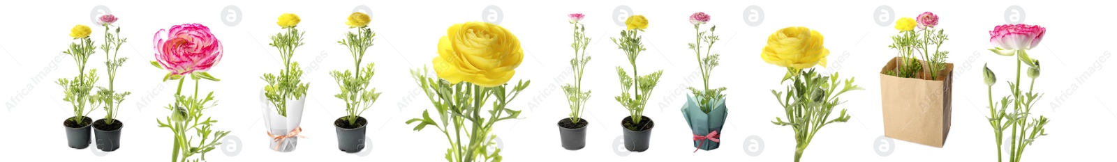 Image of Set with beautiful spring ranunculus flowers on white background. Banner design