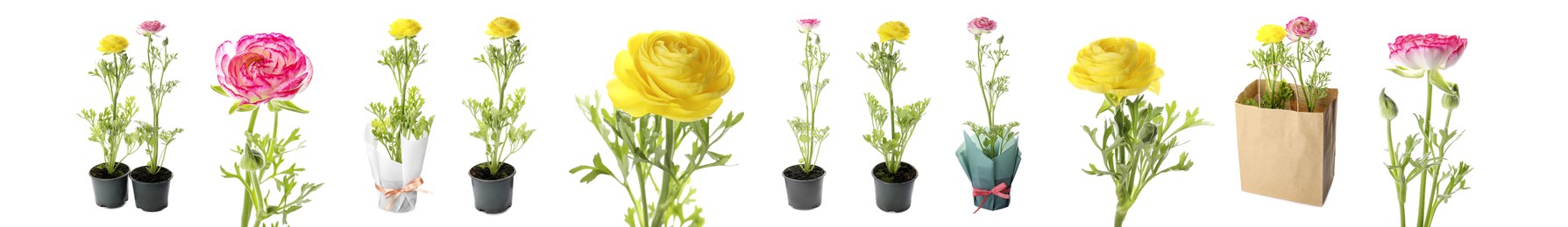 Image of Set with beautiful spring ranunculus flowers on white background. Banner design