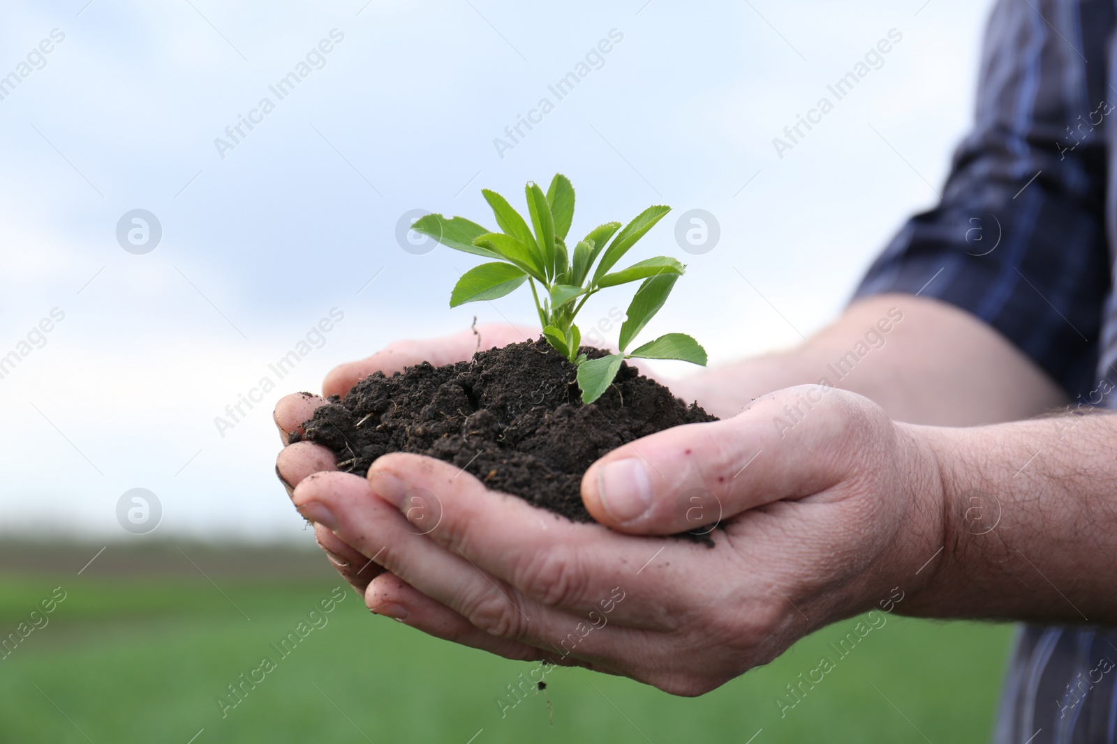 Photo of Man holding pile of soil with seedling outdoors, closeup