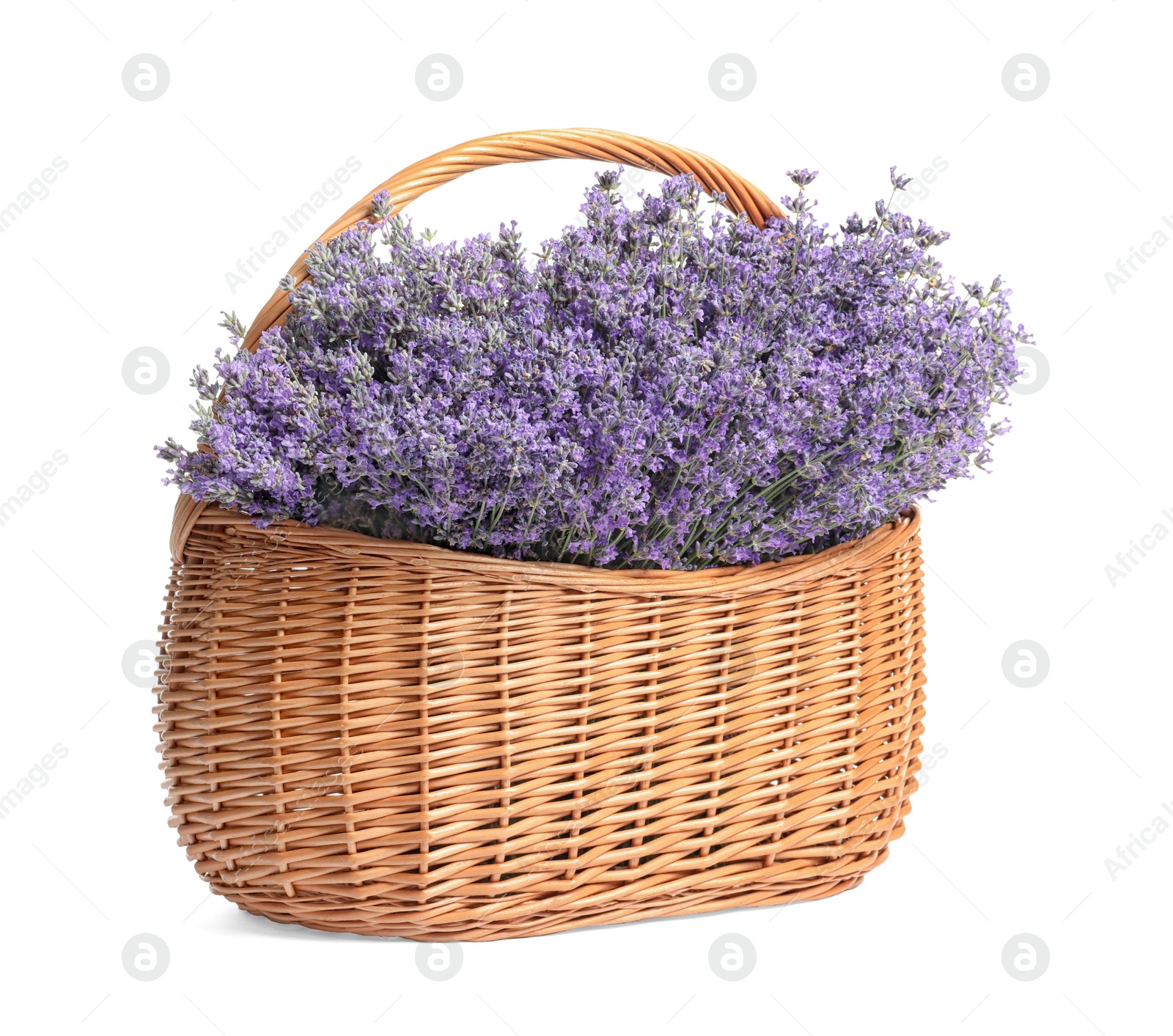 Photo of Fresh lavender flowers in basket on white background