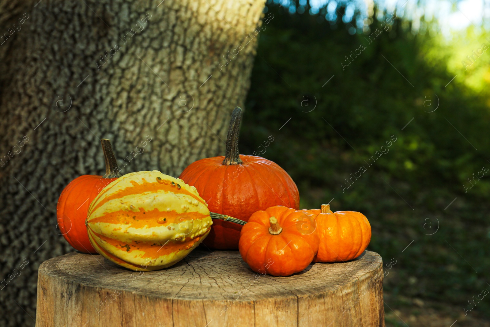 Photo of Many orange pumpkins on stump in garden