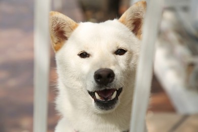 Photo of Shiba Inu dog near metal fence outdoors, closeup