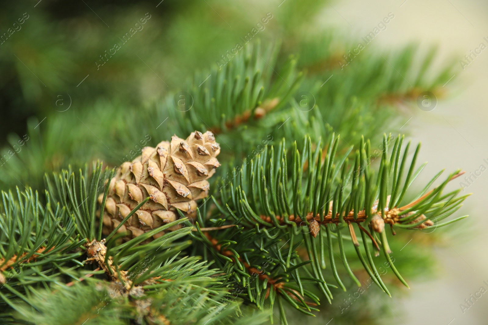 Photo of Cone growing on fir branch outdoors, closeup