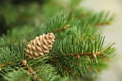 Photo of Cone growing on fir branch outdoors, closeup