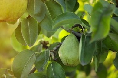 Fresh juicy pear on tree in garden, closeup