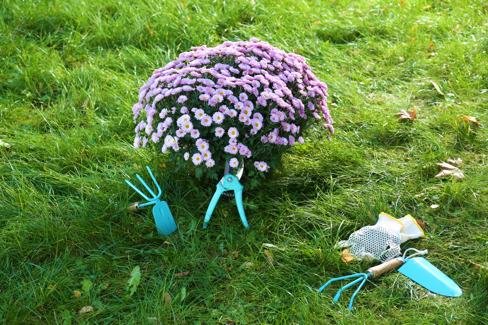 Photo of Beautiful colorful chrysanthemum flowers and garden tools on green grass