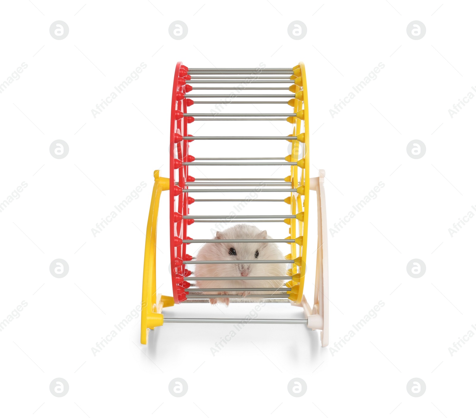 Photo of Cute funny hamster running in wheel on white background