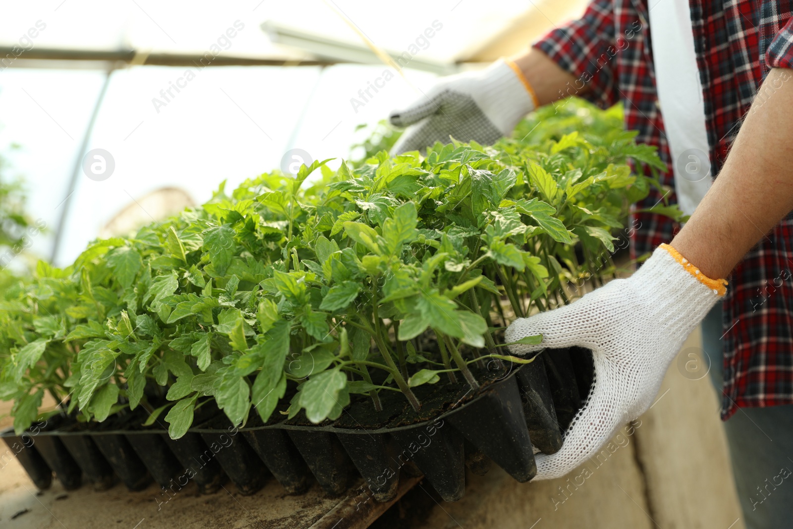 Photo of Man taking seedling tray with young tomato plants from table, closeup