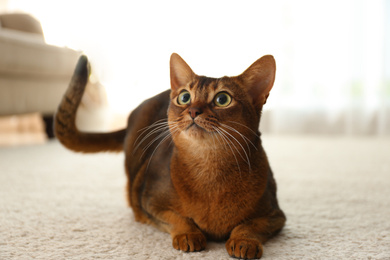 Beautiful Abyssinian cat on floor at home. Lovely pet