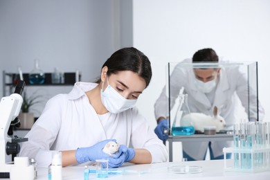 Photo of Scientists working in chemical laboratory. Animal testing