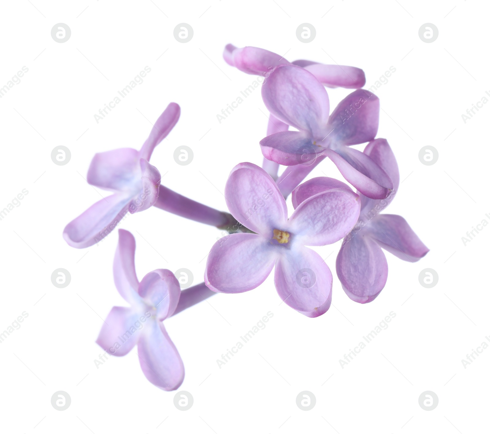 Photo of Beautiful violet lilac blossom isolated on white