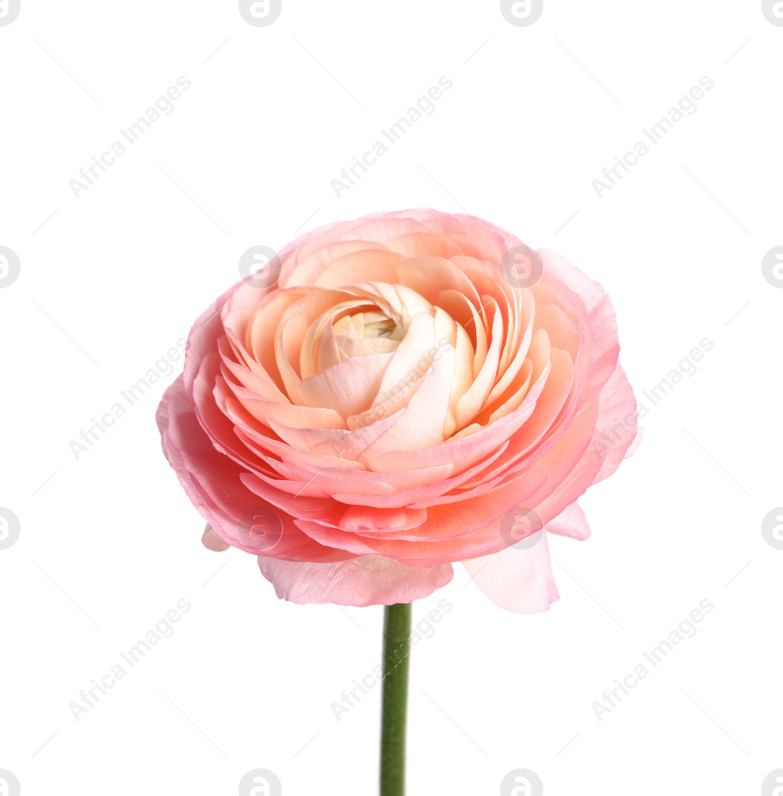 Photo of Beautiful fresh ranunculus flower isolated on white