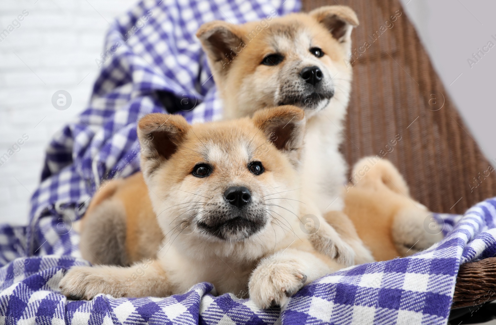 Photo of Adorable Akita Inu puppies in armchair at home