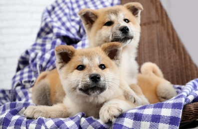 Adorable Akita Inu puppies in armchair at home