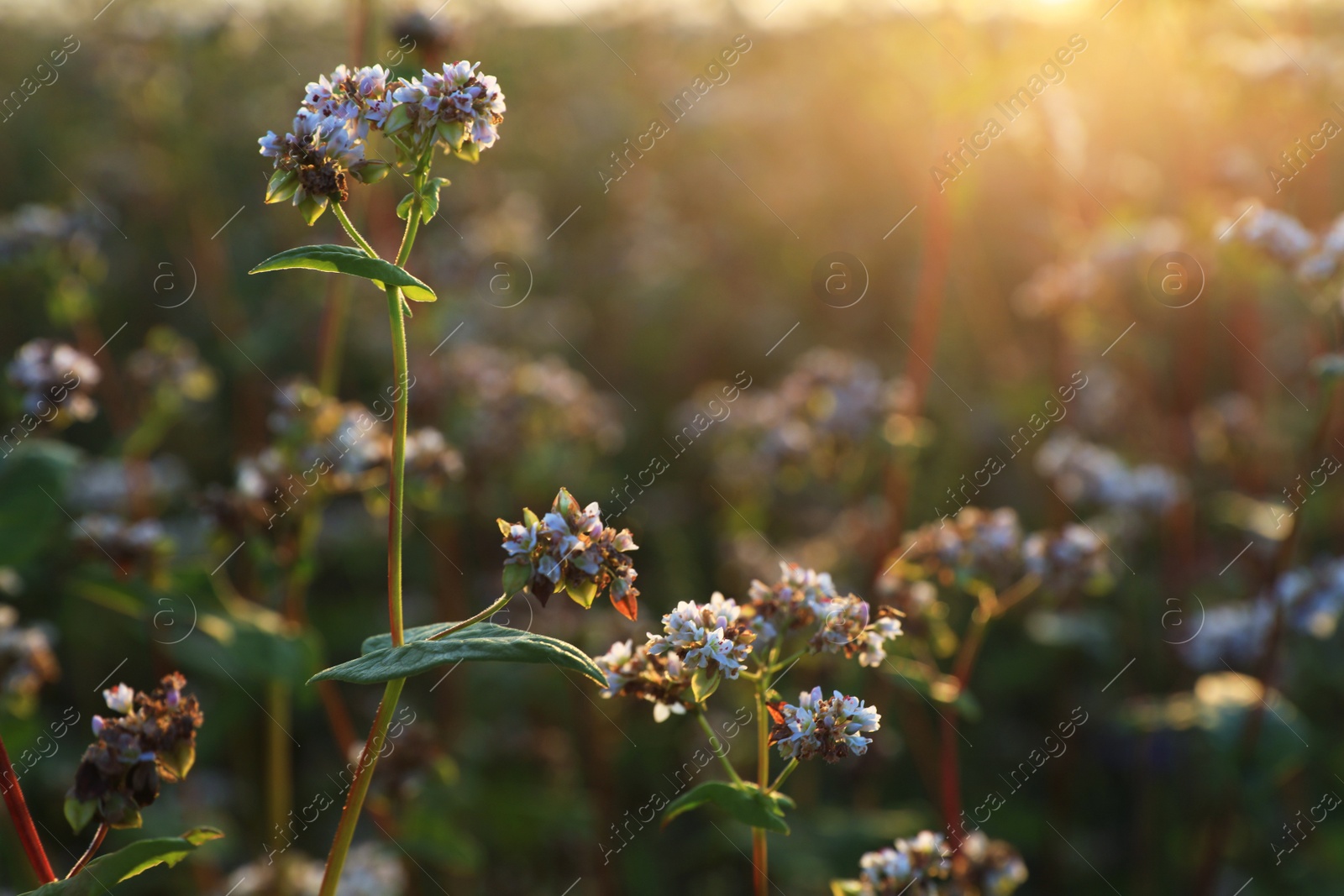 Photo of Many beautiful buckwheat flowers growing in field on sunny day, space for text