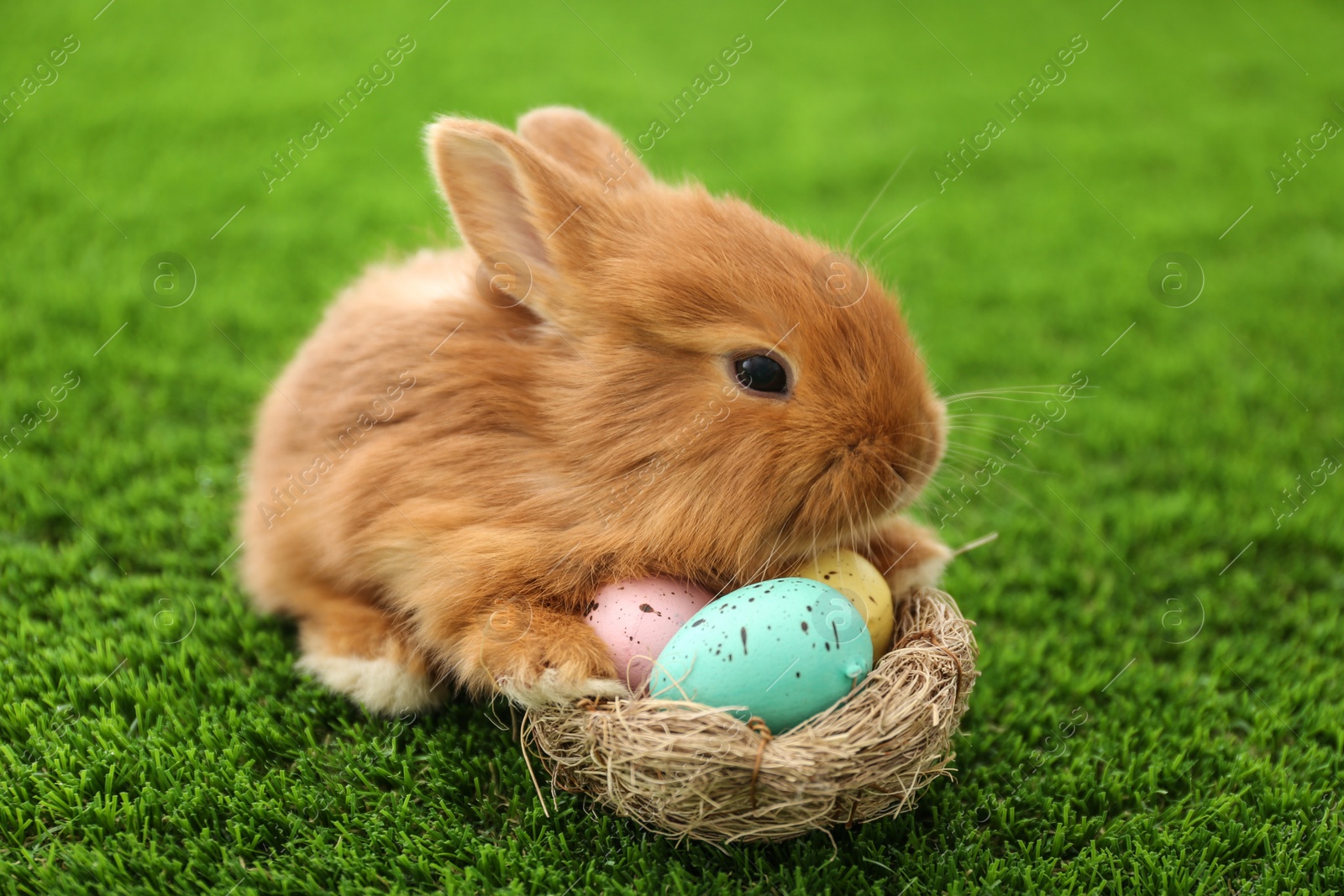 Photo of Adorable fluffy bunny and decorative nest with Easter eggs on green grass