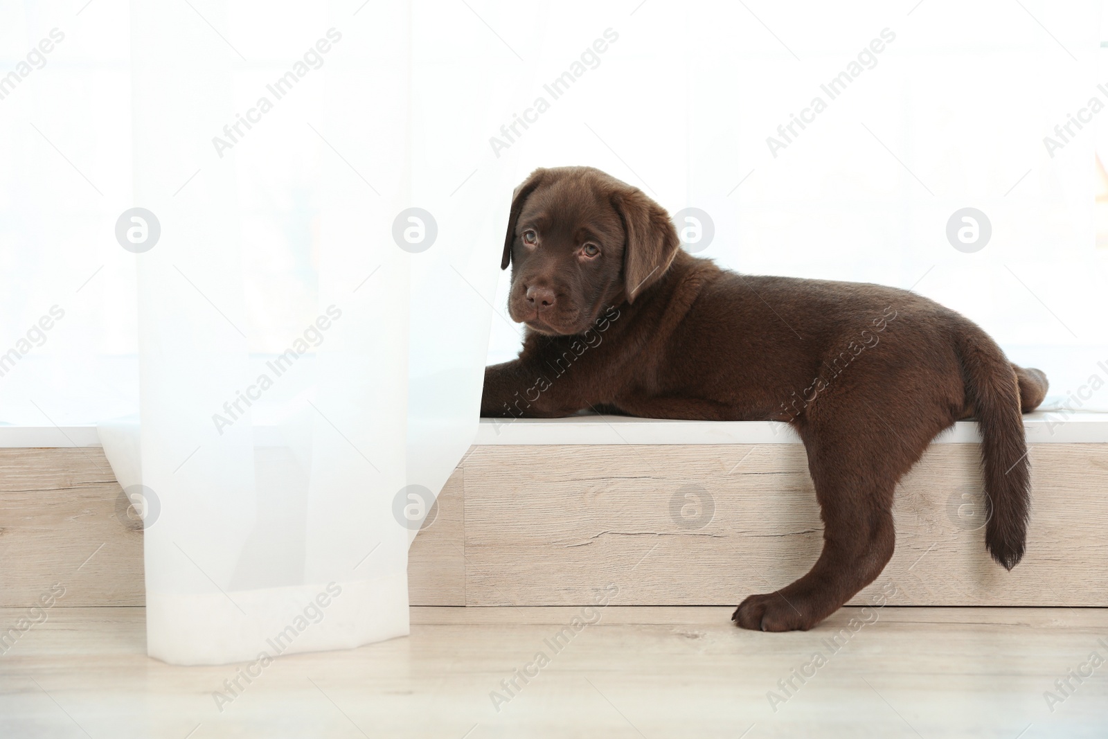 Photo of Chocolate Labrador Retriever puppy on  windowsill indoors