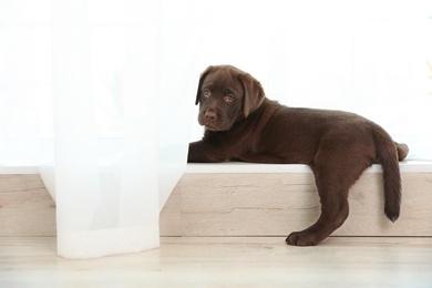 Chocolate Labrador Retriever puppy on  windowsill indoors