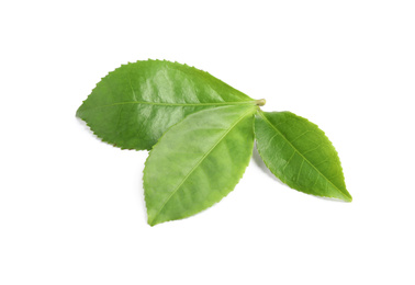 Photo of Green leaves of tea plant isolated on white